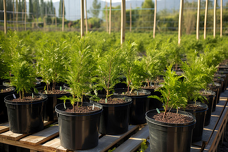 种植植物植物苗圃高清图片