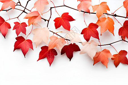 红叶季节的落叶图片