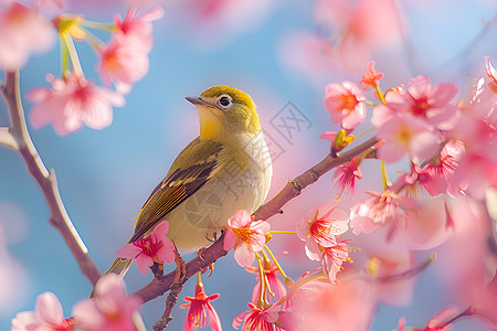 樱花枝上的鸟图片