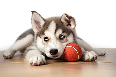 小狗玩球图片
