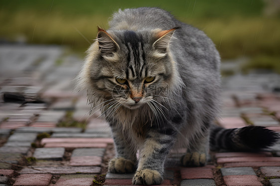 地板上的猫咪图片