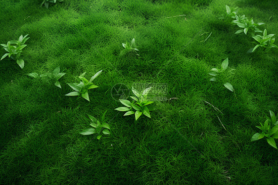 绿草如茵生机勃勃图片