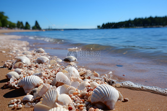 美丽的贝壳海滩图片