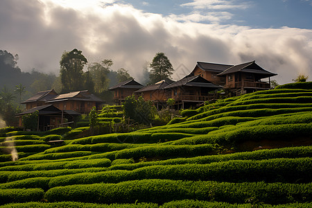 茶作物茶园里的房屋背景