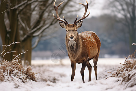 汾河公园雪地上的鹿设计图片