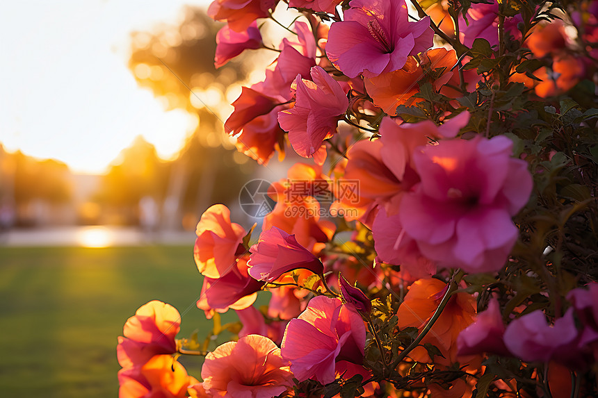 夕阳下的花海图片
