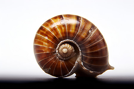 可爱的蜗牛动物螺蛳高清图片