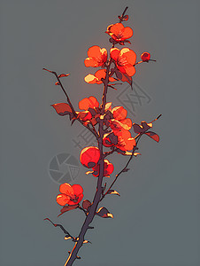傍晚的余晖中红色柿子树枝图片