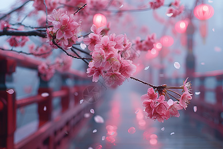 樱花树花瓣飘落桥边的花枝背景