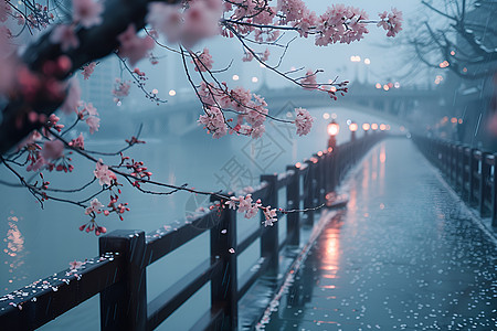 樱花树素材下雨时的桥背景