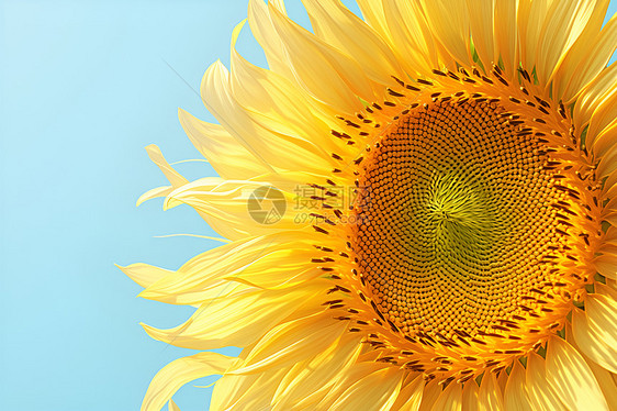 美丽的太阳花图片