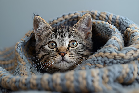 毛毯包裹猫咪图片