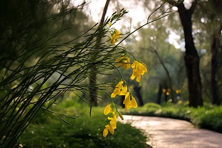 公园里的花卉背景图片