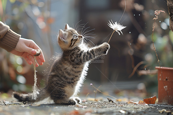 顽皮的小猫图片