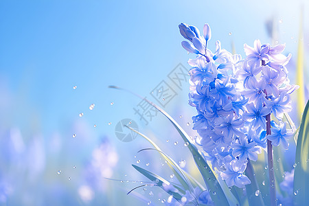 蓝色风信子的惊艳春景背景图片