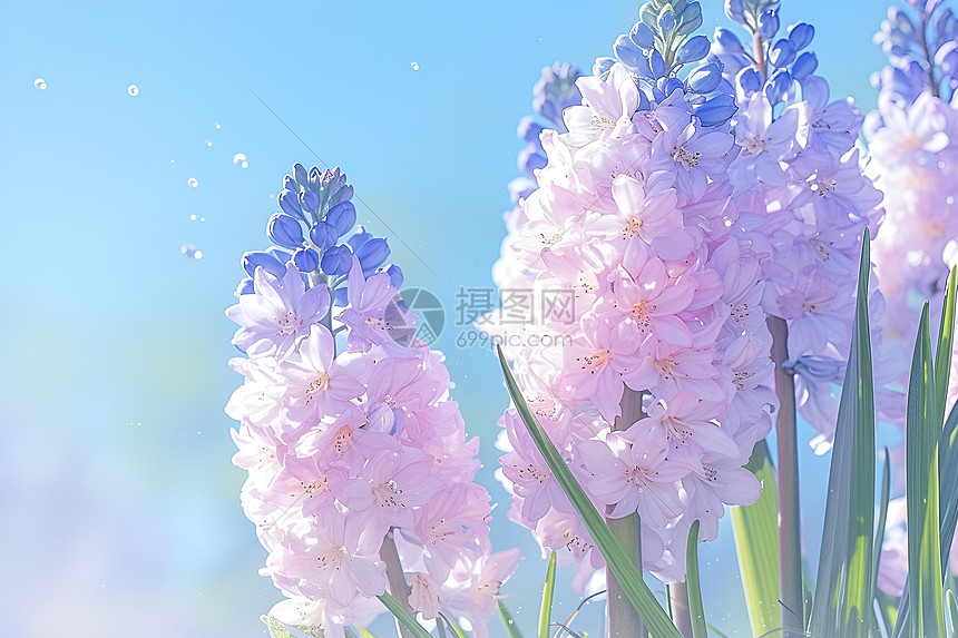紫色花束与蓝天背景融为一体图片
