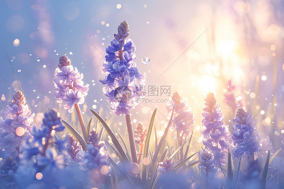 紫色风信子花海图片