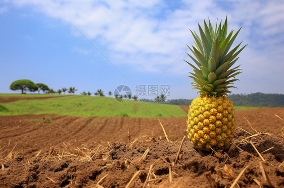 农田中的菠萝图片