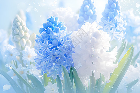 春天绽放的蓝色风信子图片