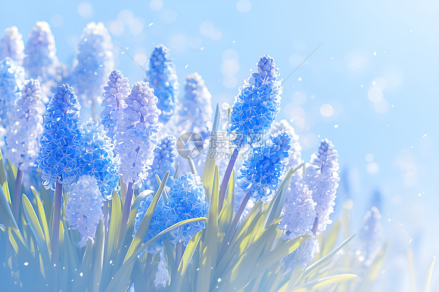盛开的蓝色风信子花朵图片