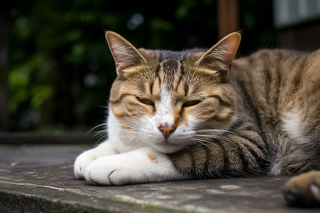 慵懒的猫咪图片