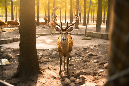 树林下的小鹿图片
