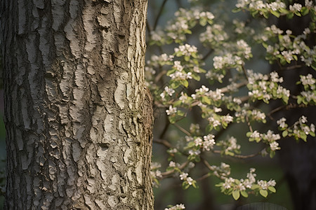 树干和花朵阳光树皮高清图片
