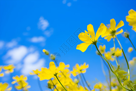 美丽漂亮的黄花图片