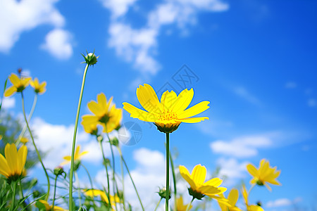 盛开的黄色花朵背景图片