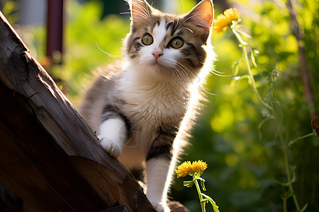 可爱的宠物小猫图片