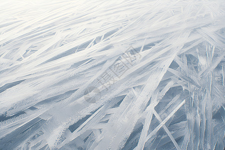 植物上的冰霜背景图片