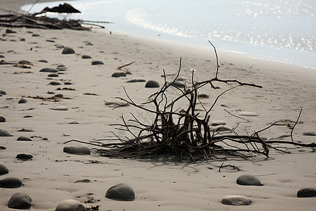 海岸上的枯树背景图片