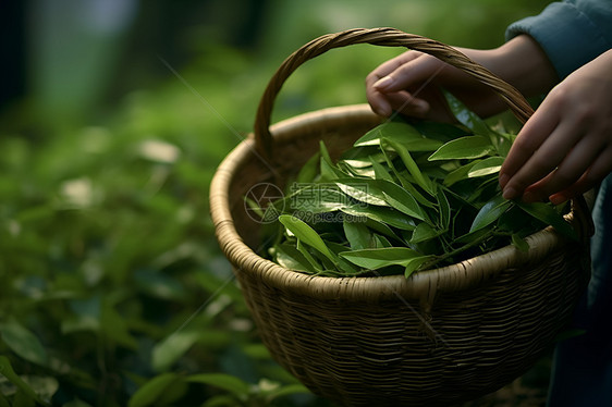 篮子里的茶叶图片