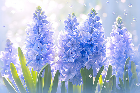 紫丁香花朵璀璨绽放图片