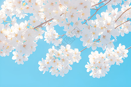 樱花盛开在宁静的蓝天下高清图片