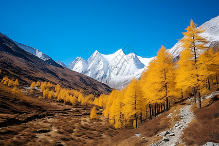 秋天山谷中额度树林图片