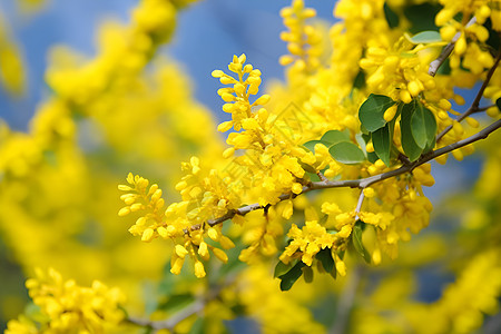 绽放的黄色花朵背景图片