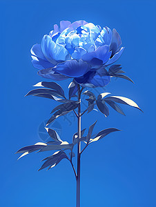 蓝色花朵的优雅图片