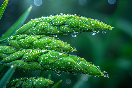 植物上的水滴图片