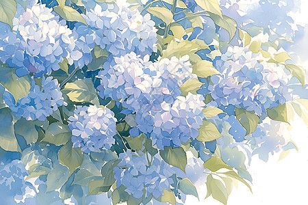 蓝色绣球花的高品质水彩插图图片