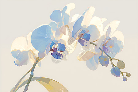柔和色调的清雅的兰花图片