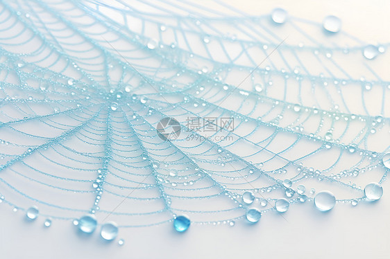 挂满雨滴的蜘蛛网图片