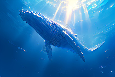 海洋里畅游的巨鲸图片