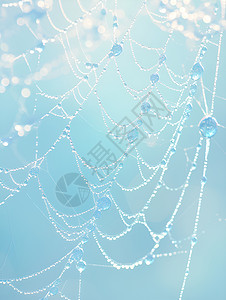 迷雾中蜘蛛网图片