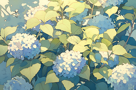 盛开的蓝绣球花图片