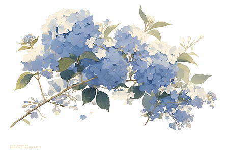 清新自然的蓝色绣球花图片