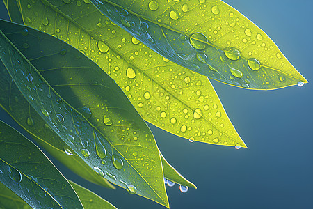 水滴点缀的叶子背景图片