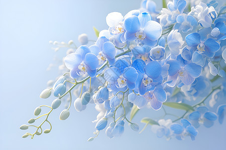 清新蓝色兰花束图片