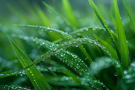 植物上的露珠图片