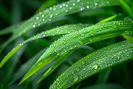 雨中的田野图片